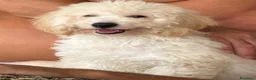 Barboncino Toy cani in vendita: Barboncini toy e nani (possibile consegna) - Annuncio 4