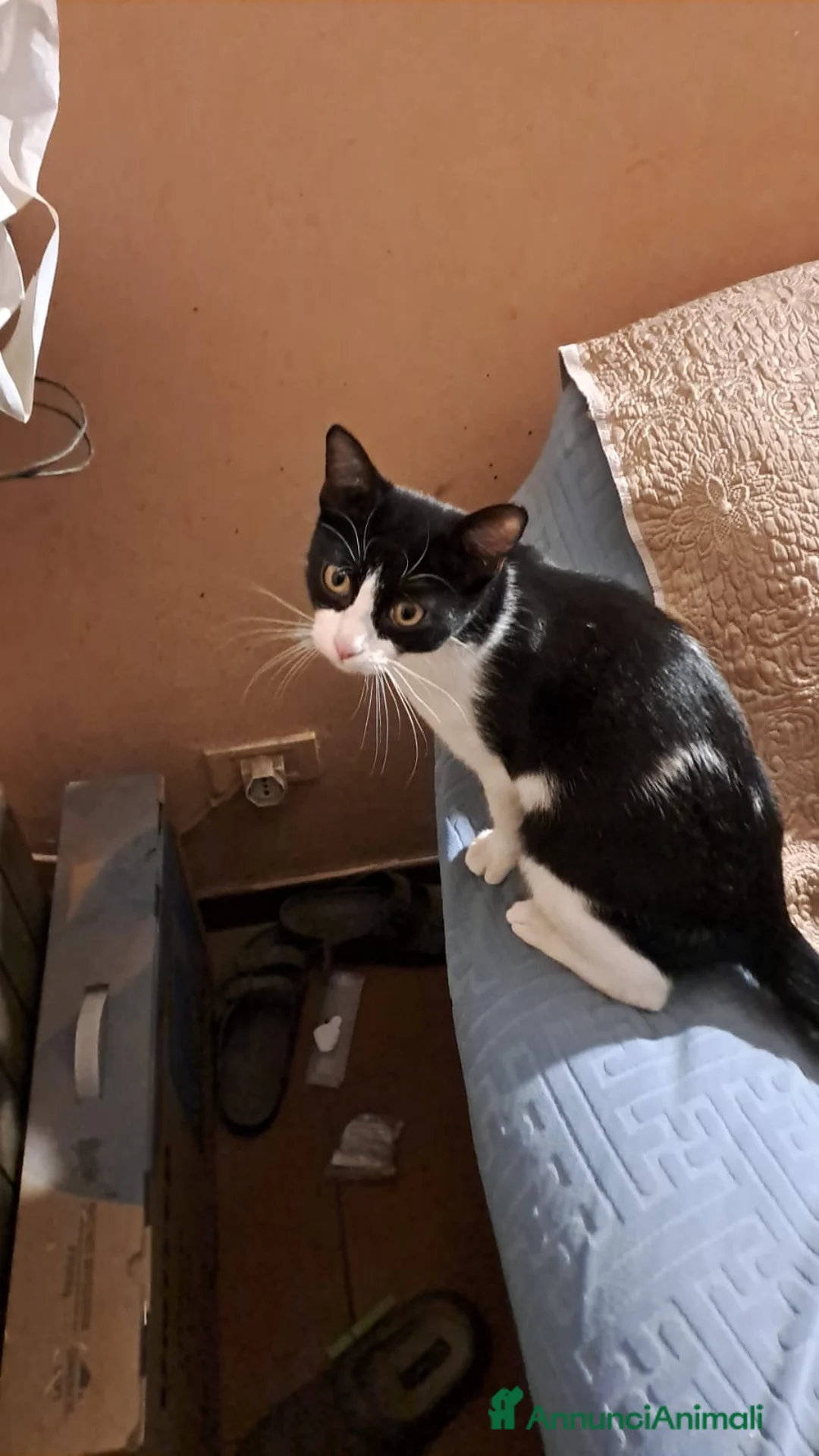 Meticcio gatti in regalo: Luna piccola  - Annuncio 3