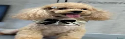 Barboncino Toy cani in vendita: Adorabili cuccioli di barboncino toy - Annuncio 19