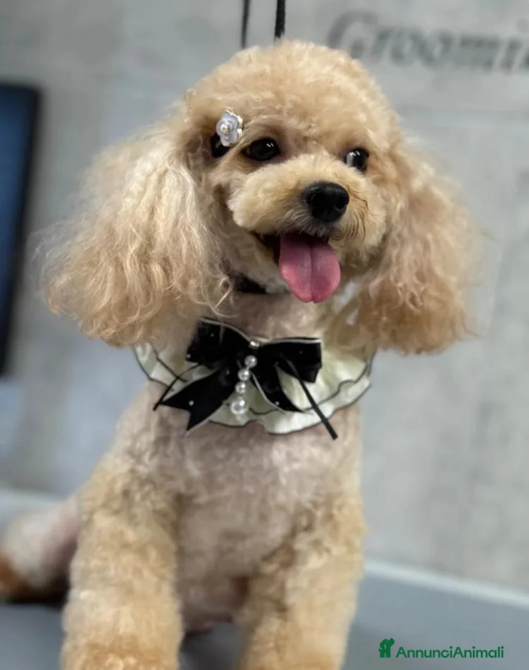 Barboncino Toy cani in vendita: Adorabili cuccioli di barboncino toy - Annuncio 19