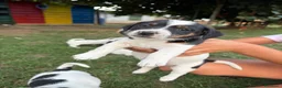Jack Russell cani in vendita: Jack rusell - Annuncio 5