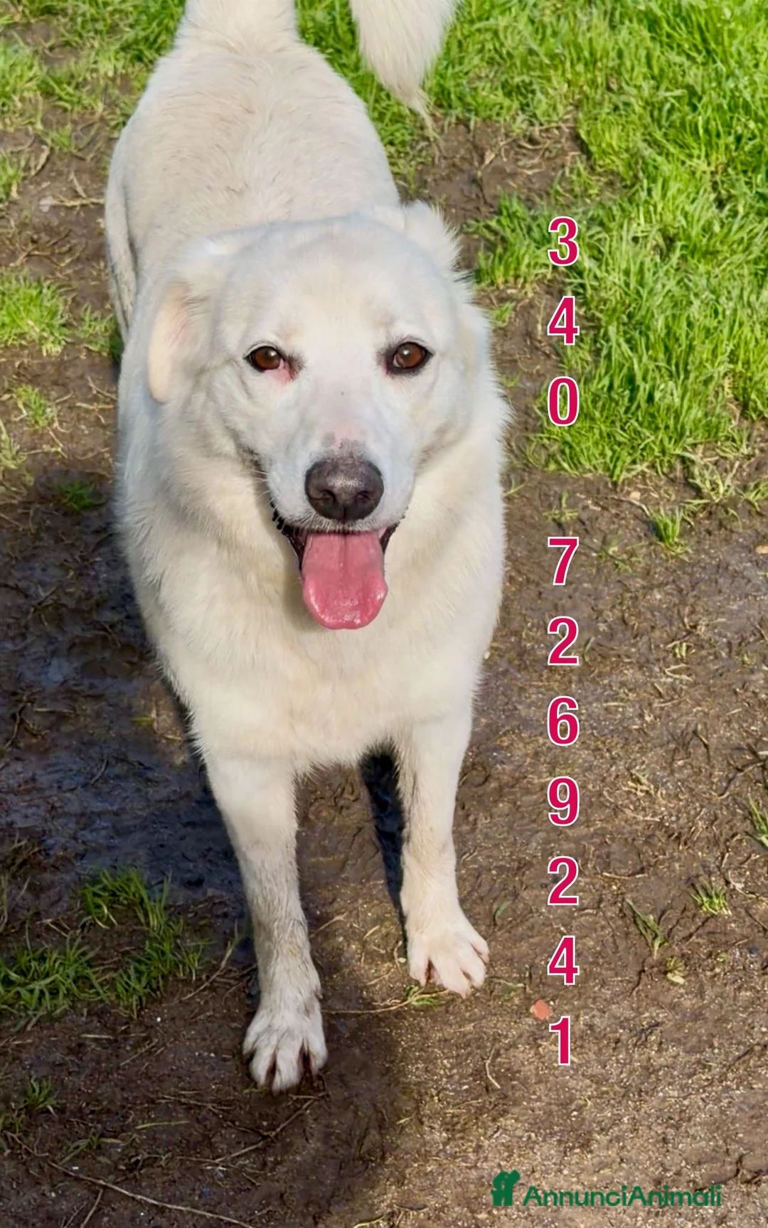 Meticcio cani in regalo: WILMA 🩷 - nessuno l’ha mai scelta 😢🥺😞 a Provincia di Arezzo - Annuncio 2