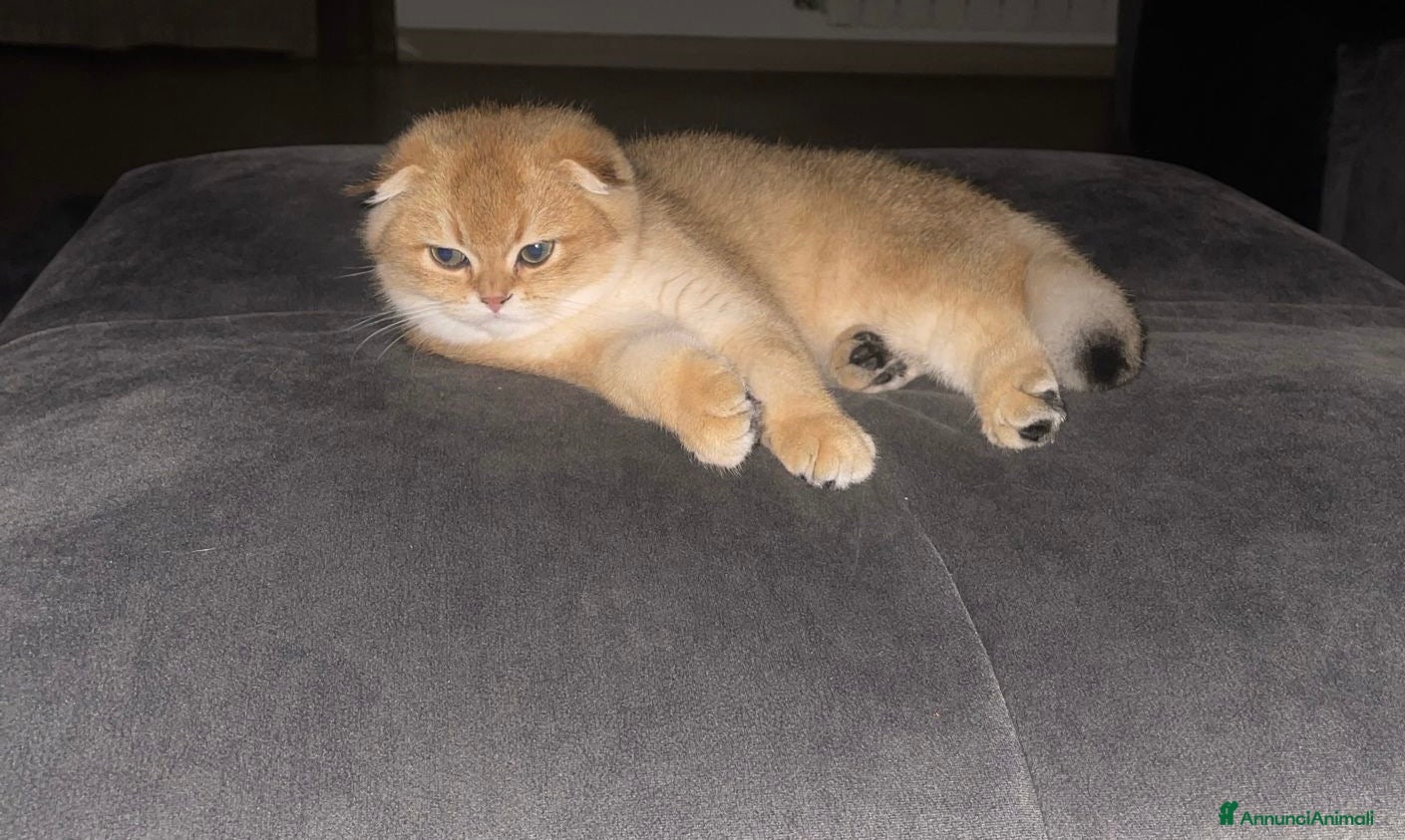 British gatti in vendita: SCOTTISH FOLD - Annuncio 3