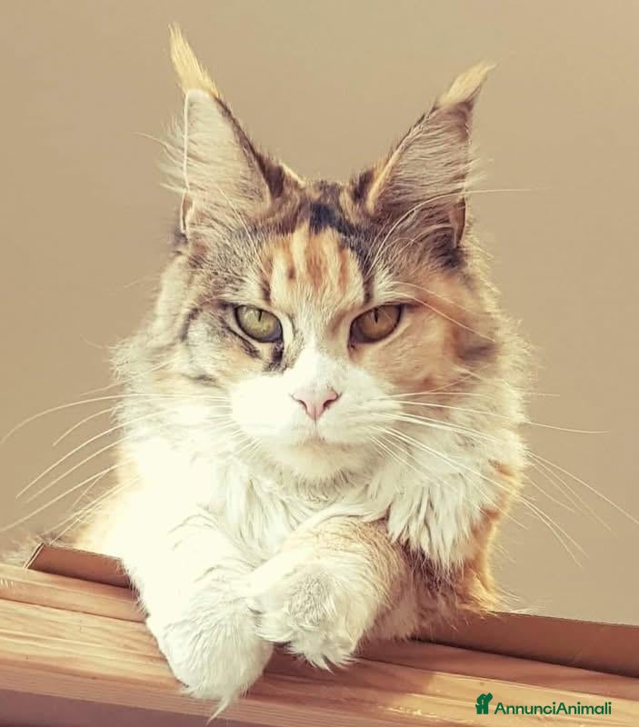 Maine Coon gatti Splendidi cuccioli di Maine Coon - Annuncio 1