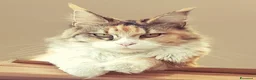 Maine Coon gatti in vendita: Splendidi cuccioli di Maine Coon - Annuncio 1