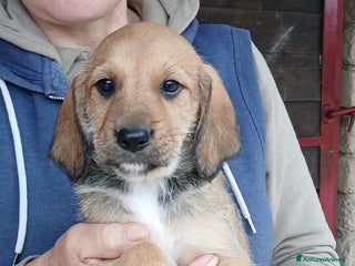 Meticcio cani ALADINO HA BISOGNO DI UNA CASA E TANTO AMORE - Annuncio 3