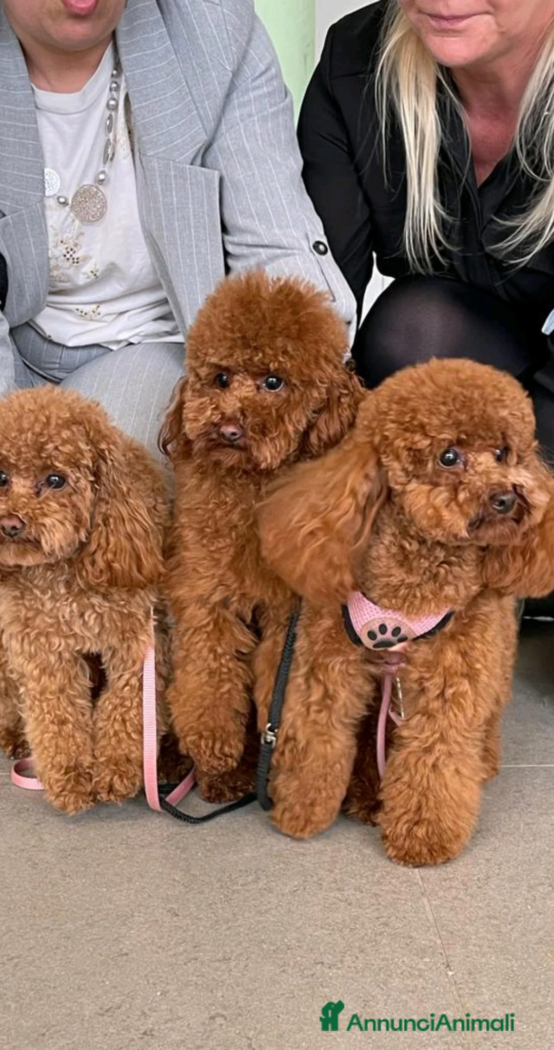 Barboncino Toy cani in vendita: Barboncini Toy a Città metropolitana di Sassari - Annuncio 1