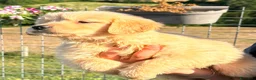 Golden Retriever cani in vendita: Golden Retriever  - Annuncio 4