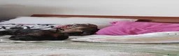 Meticcio gatti in regalo: Regalo gattini di 3-4 mesi e di 1 anno e mezzo  a Città metropolitana di Roma Capitale - Annuncio 5