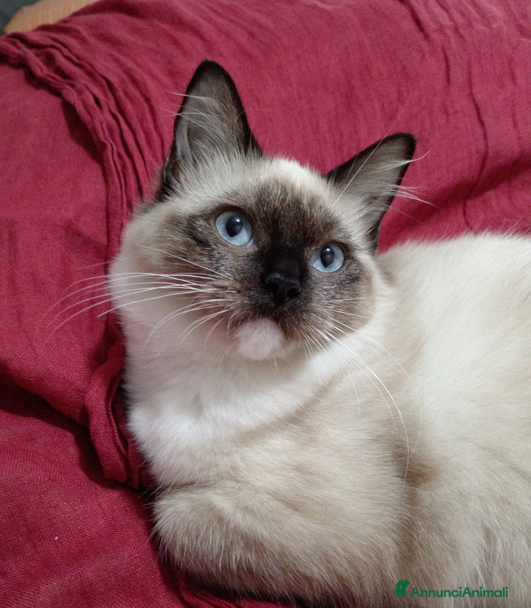 Ragdoll gatti in vendita: Ragdoll Cucciola con pedigree ministeriale - Roma - Annuncio 2