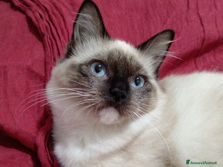 Ragdoll gatti Ragdoll Cucciola con pedigree ministeriale - Roma - Annuncio 2