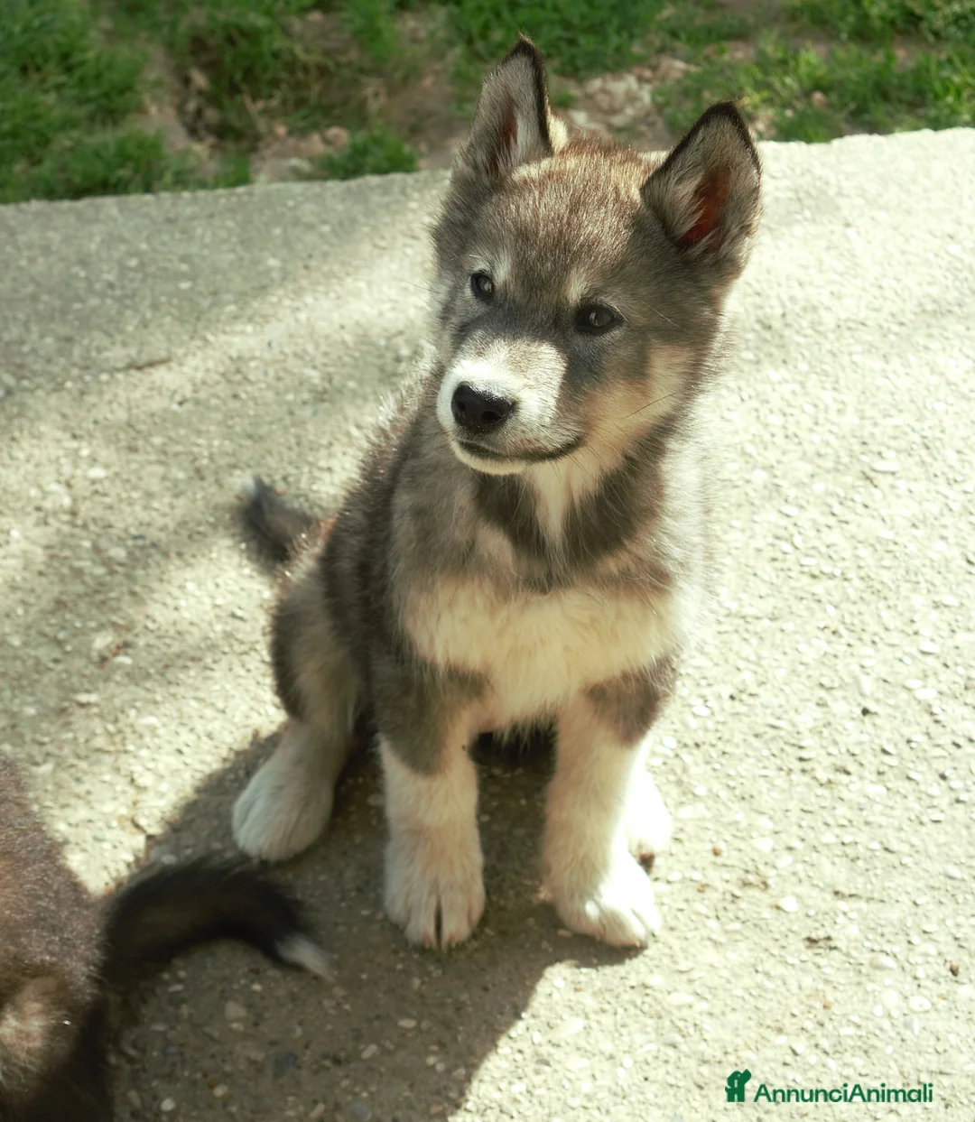 Alaskan Malamute cani in vendita: Cucciola di alaskan malamute  - Annuncio 2