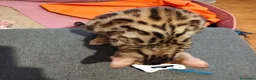 Bengala gatti in vendita: Bengala sconto 30% sul 2° cucciolo,con pedigree - Annuncio 5