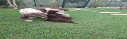 Lagotto cani in vendita: Lagotto romagnolo  - Annuncio 4