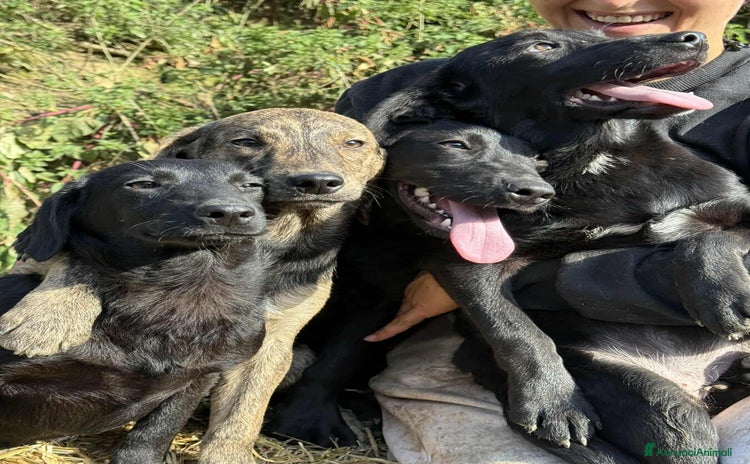 Meticcio cani 4 CUCCIOLE tenerissime chiuse in canile! - Annuncio 1