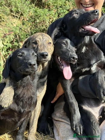 Meticcio cani 4 CUCCIOLE tenerissime chiuse in canile! - Annuncio 1