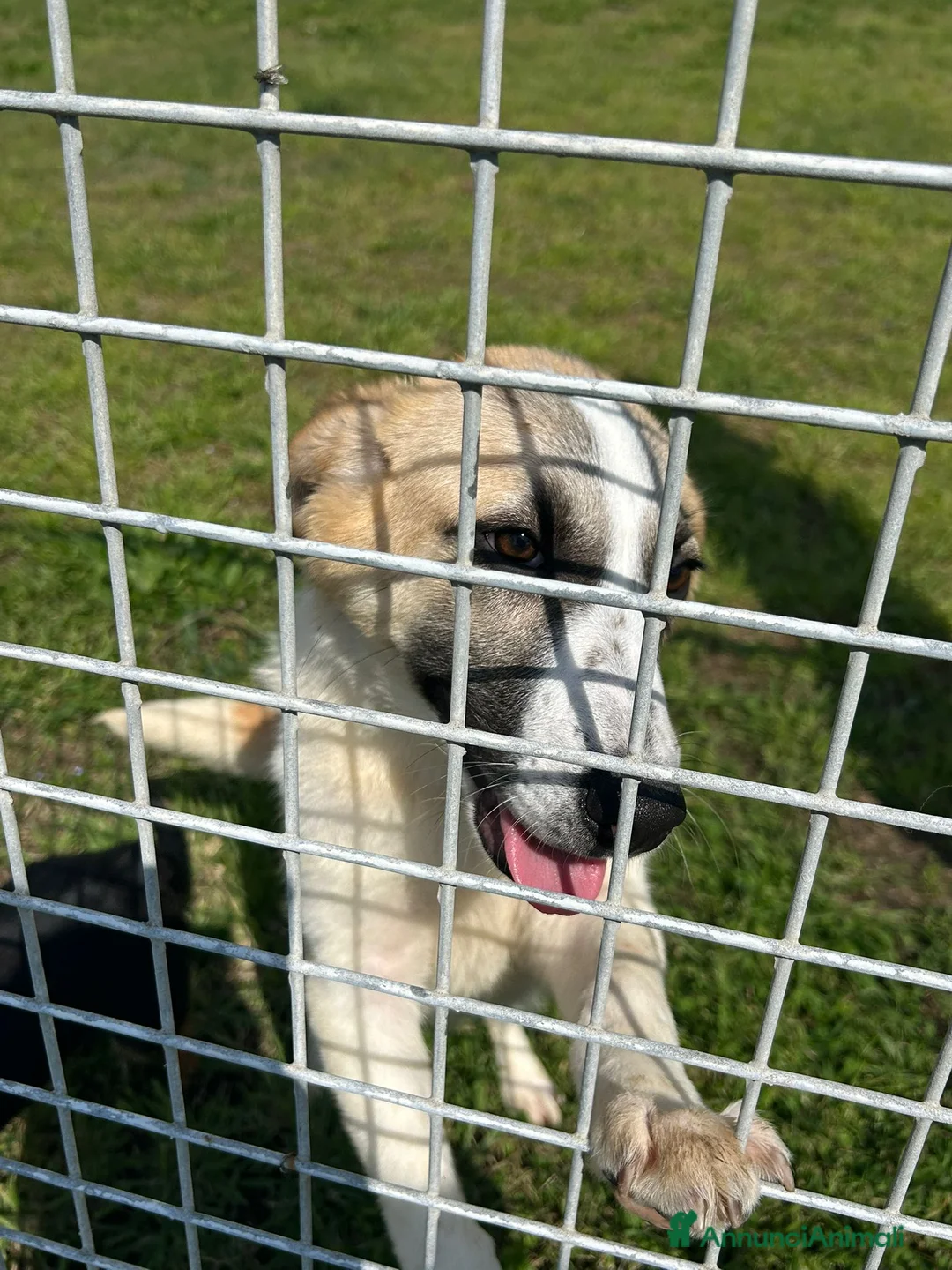Meticcio cani in regalo: Incrocio (BRENDA) - Annuncio 2