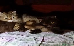 Scottish gatti in vendita: Cucciola Scottish Fold  a Villafranca di Verona - Immagine 8