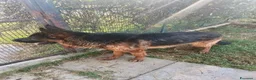 Pastore Tedesco cani in regalo: Matt, spettacolare pastore tedesco - Annuncio 5