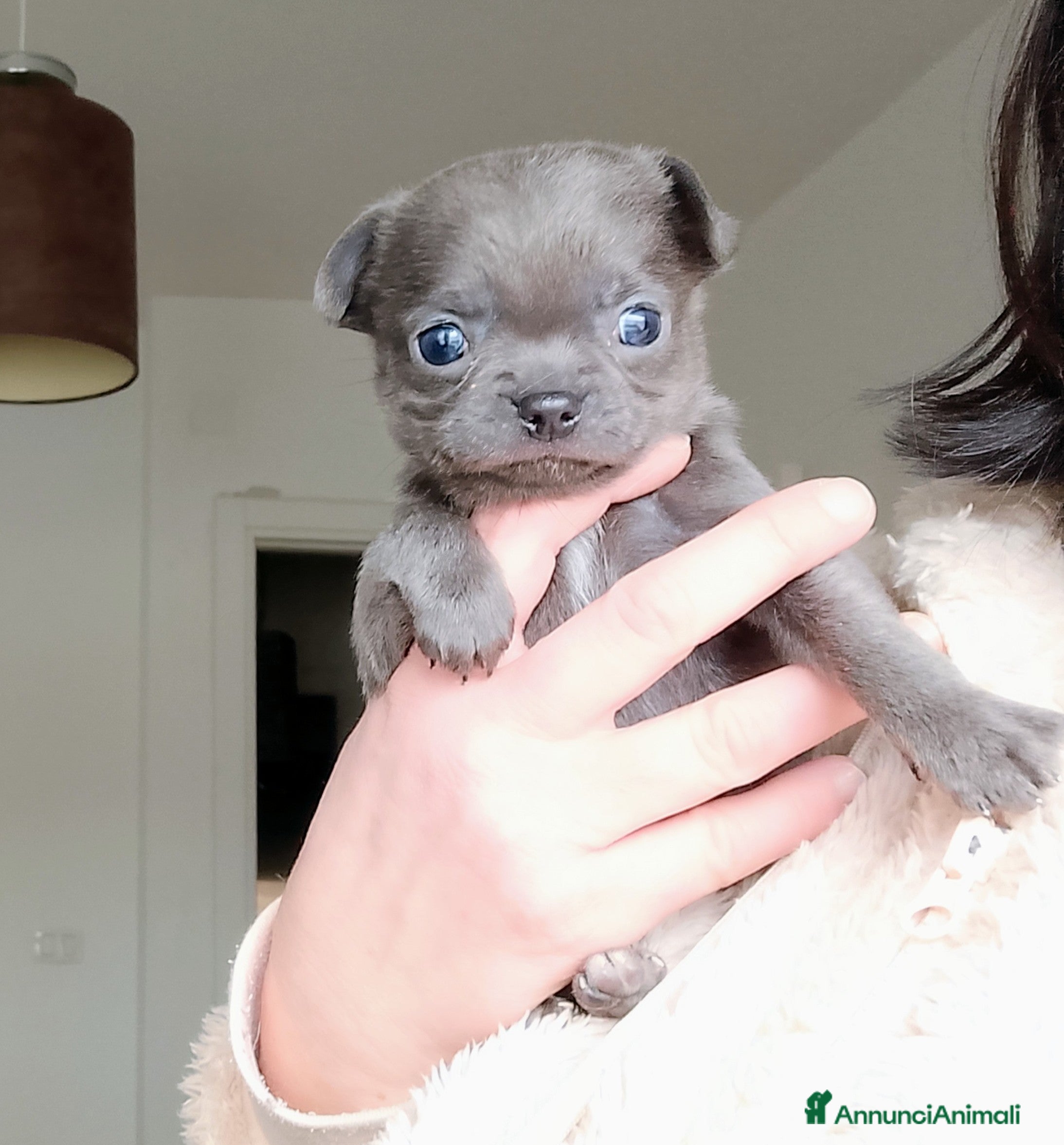 Chihuahua cani Chihuahua pedigree ENCI  - Annuncio 10