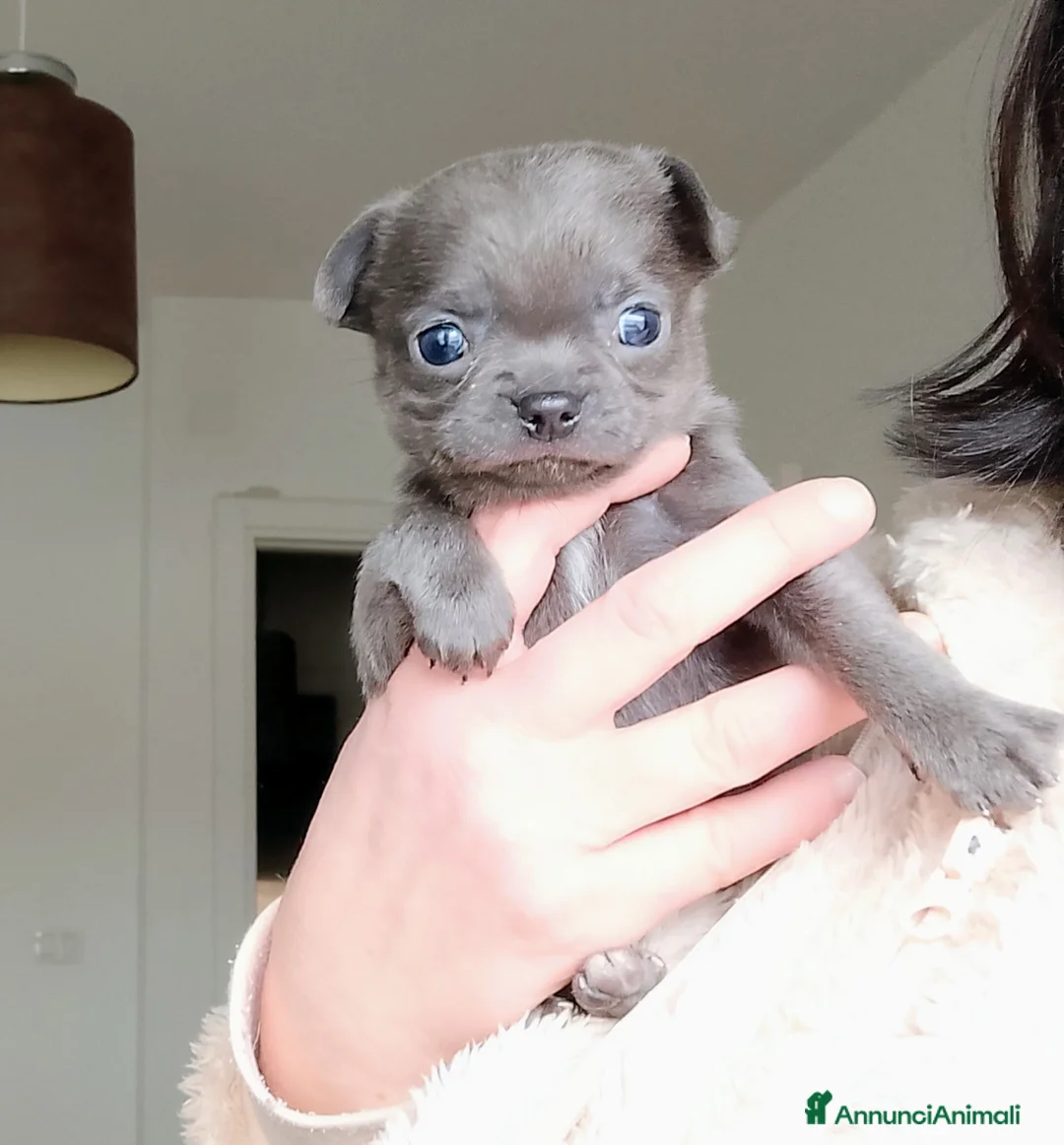 Chihuahua cani in vendita: Chihuahua pedigree ENCI  - Annuncio 1