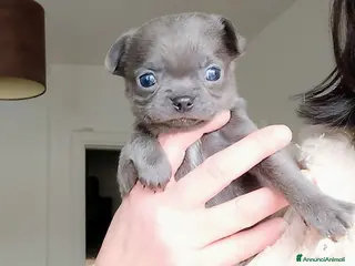 Chihuahua cani Chihuahua pedigree ENCI - Annuncio 10