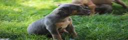 Pitbull cani in vendita: Pit Bull con pedigree anche a rate  - Annuncio 40