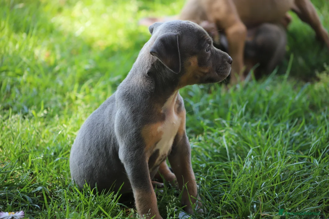 Pitbull cani in vendita: Pit Bull con pedigree anche a rate  - Annuncio 40