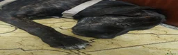Cane Corso cani in vendita: Cucciola Cane Corso a Provincia di Forlì-Cesena - Annuncio 12