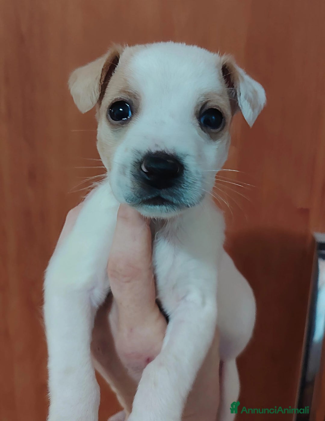 Meticcio cani in regalo: CUCCIOLI CERCANO CASA E AMORE  - Annuncio 13