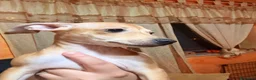 Pinscher Tedesco cani in vendita: Cuccioli di pincher a Città metropolitana di Messina - Annuncio 4