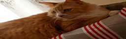 Meticcio gatti in regalo: Pepe micio rosso pelo lungo - Annuncio 2