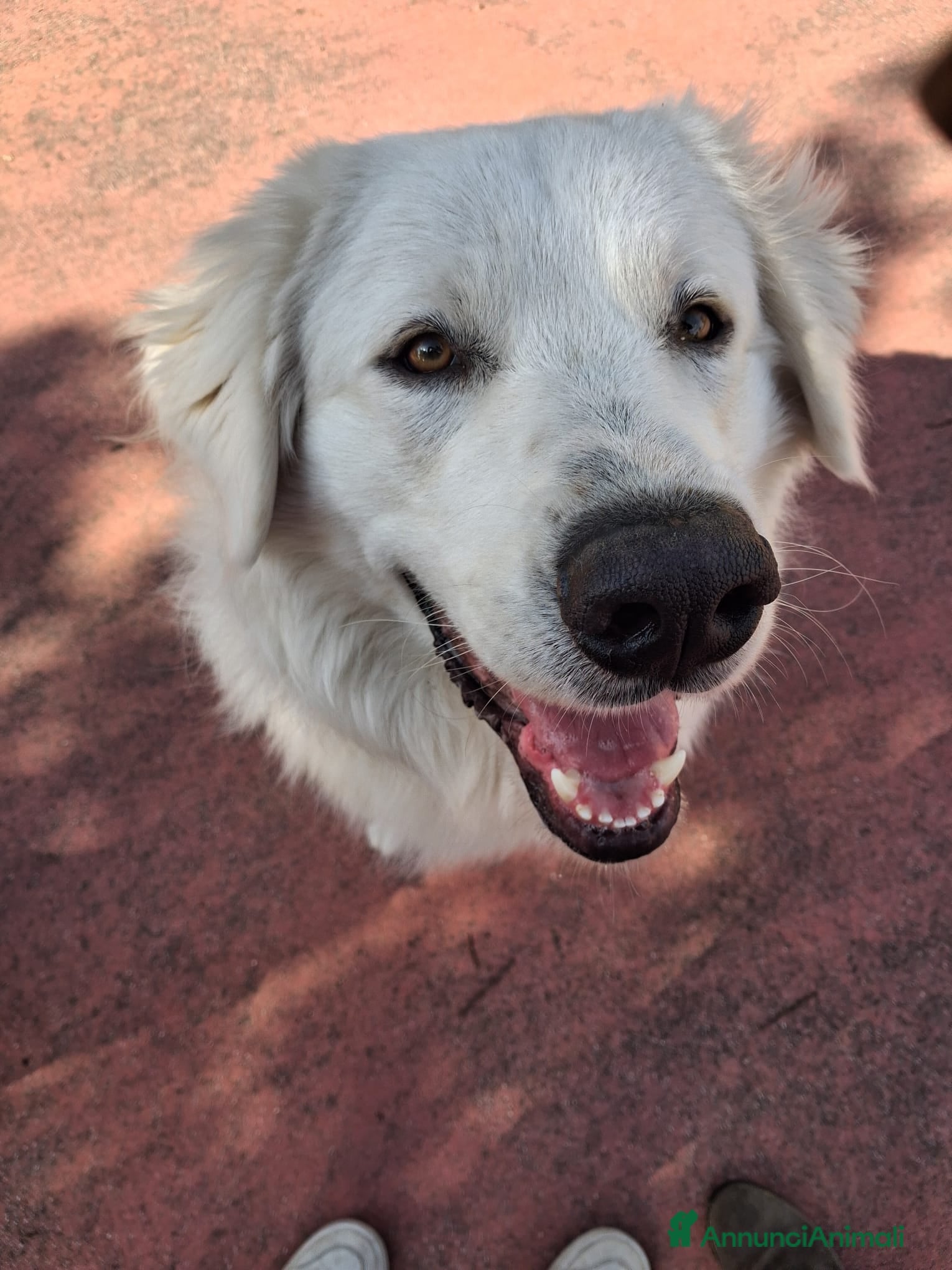 Pastore Abbruzzese Maremmano cani Pastore maremmano abruzzese  - Annuncio 8