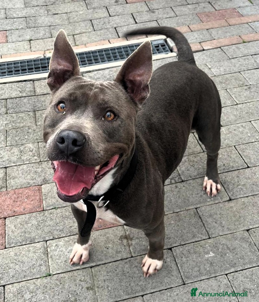 Meticcio cani in regalo: DAISY PIT BULL - Annuncio 5