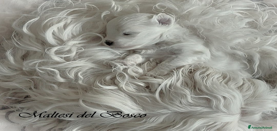 Immagine della galleria {{count}}