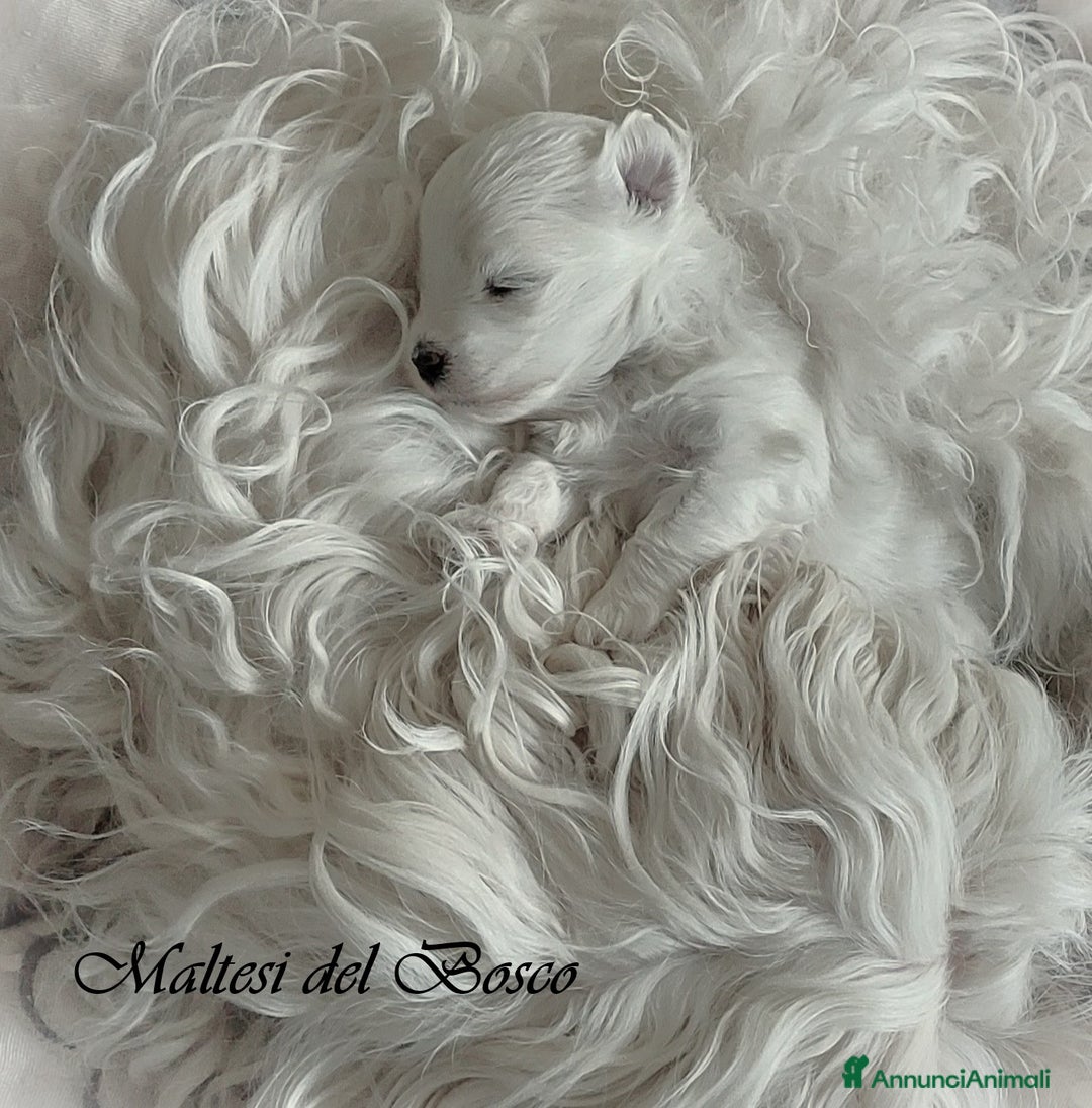 Immagine della galleria {{count}}