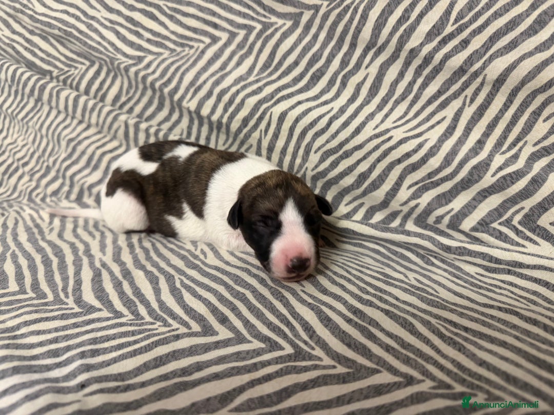Whippet cani in vendita: Cucciolo levriero Whippet  - Annuncio 2