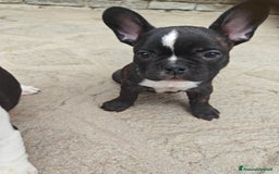 Bulldog Francese cani in vendita: CUCCIOLI DI BULLDOG FRANCESE a Provincia di Cuneo - Immagine 1