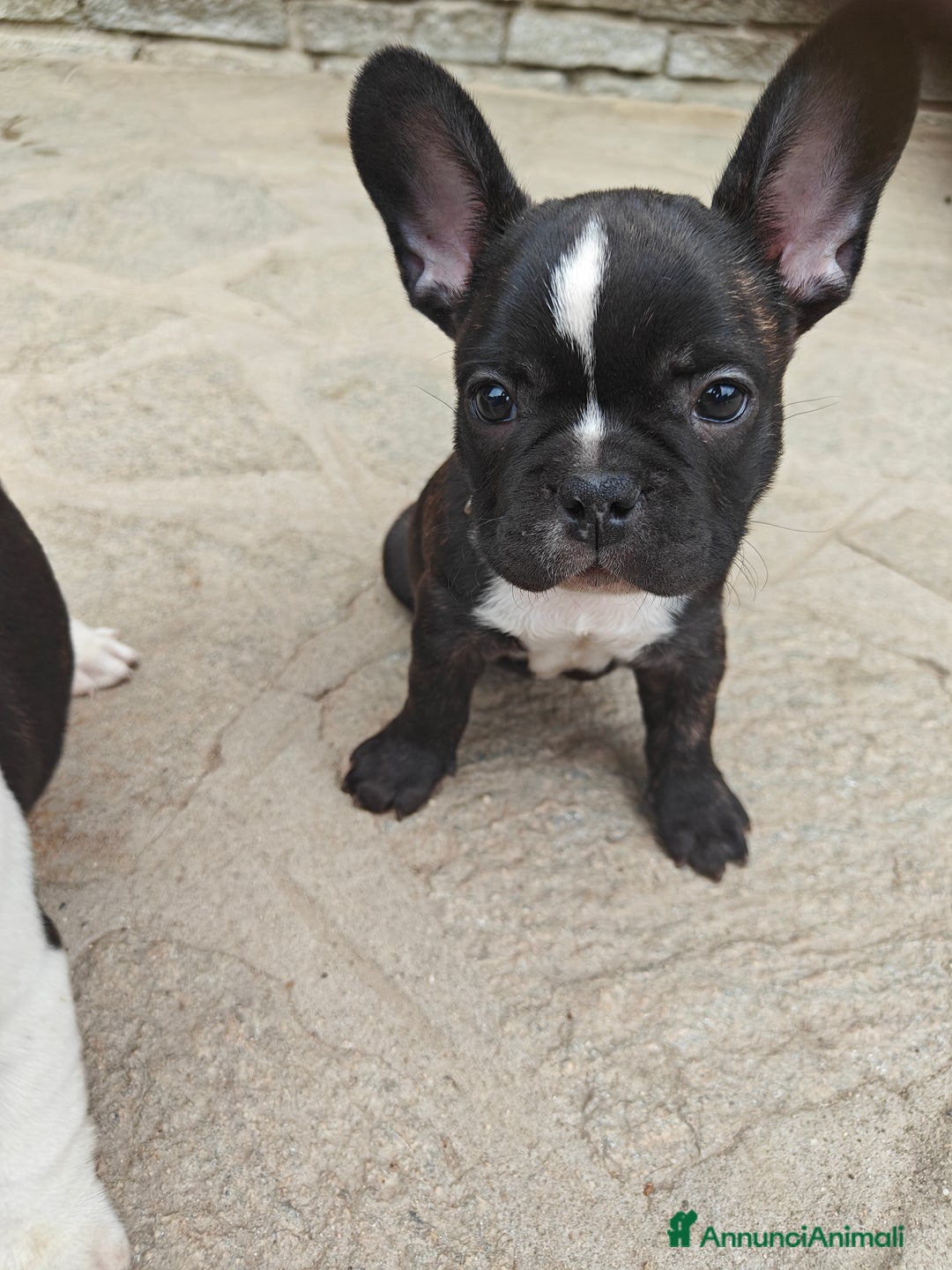 Bulldog Francese cani in vendita: CUCCIOLI DI BULLDOG FRANCESE a Provincia di Cuneo - Immagine 1