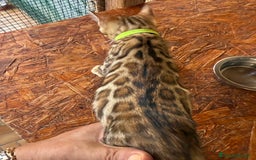 Bengala gatti in vendita: Bellissimi cuccioli  a Città metropolitana di Roma Capitale - Immagine 7