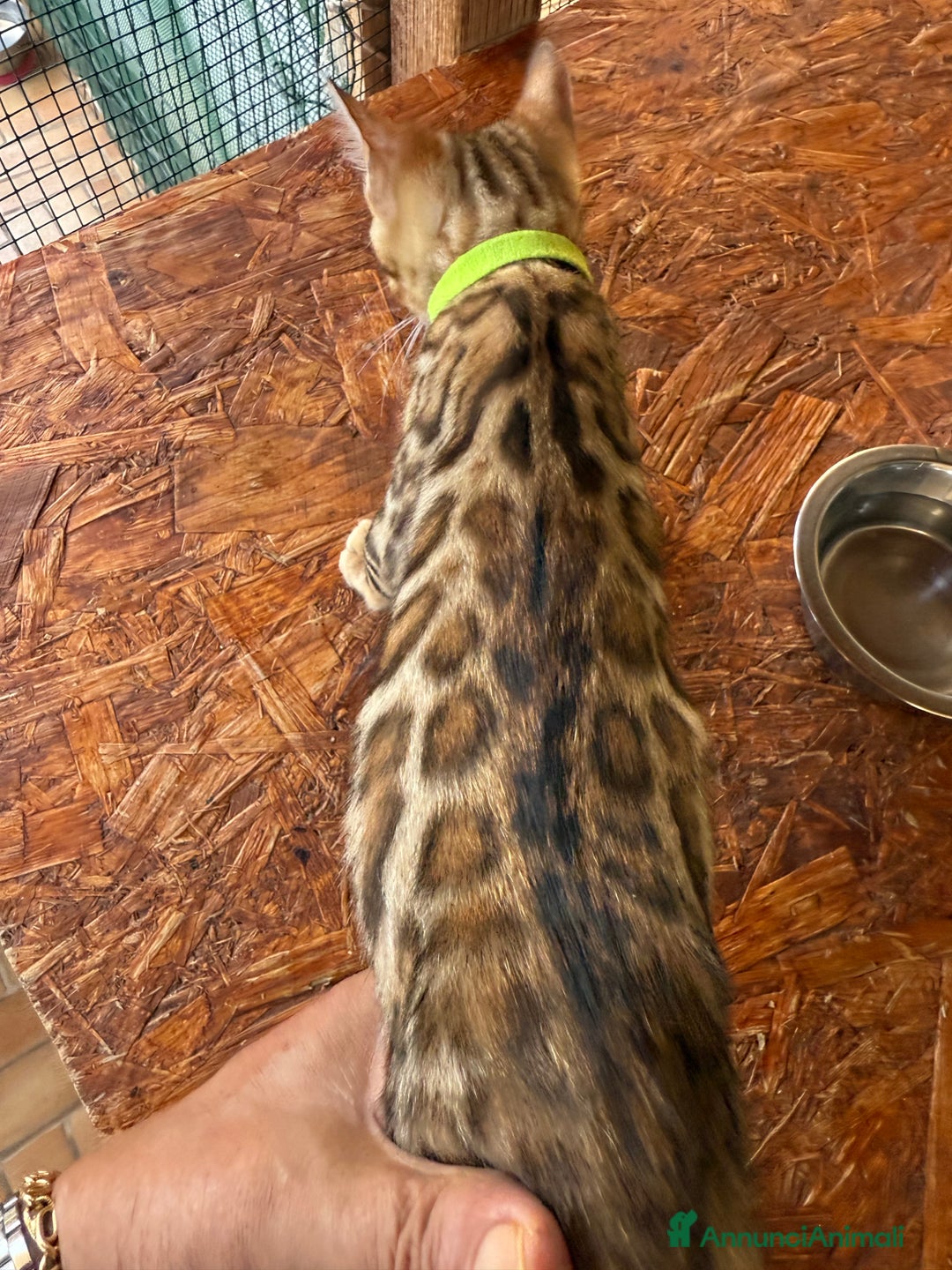Bengala gatti in vendita: Bellissimi cuccioli  a Città metropolitana di Roma Capitale - Immagine 7