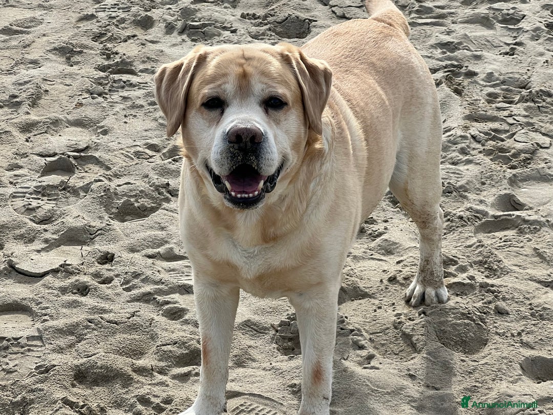 Labrador cani per accoppiamento: Labrador Retriever per monta  - Annuncio 1