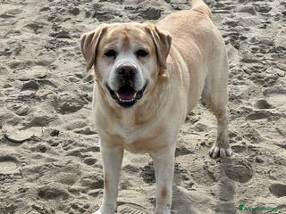 Labrador cani Labrador Retriever per monta - Annuncio 3