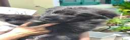 Pastore Tedesco cani in vendita: Pastore Tedesco Pelo Lungo - Annuncio 4