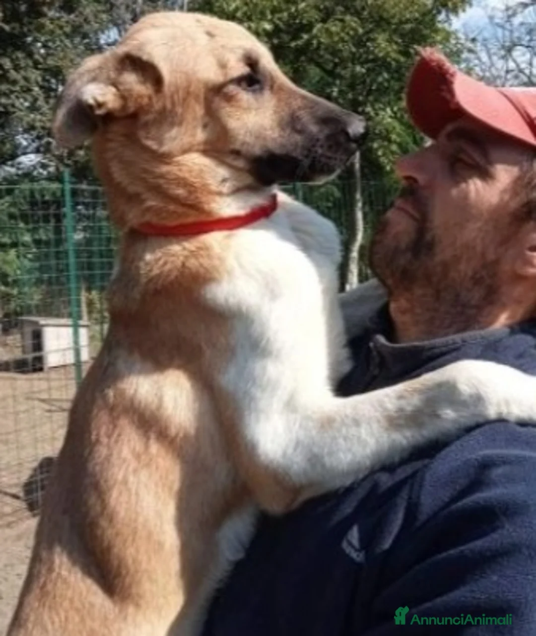 Meticcio cani in regalo: 18mesi pastorino magnifico salito 6mesi fa..PAVIA a Città Metropolitana di Milano - Annuncio 1