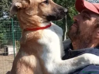 Meticcio cani 18mesi pastorino magnifico salito 6mesi fa..PAVIA a Città Metropolitana di Milano - Annuncio 7