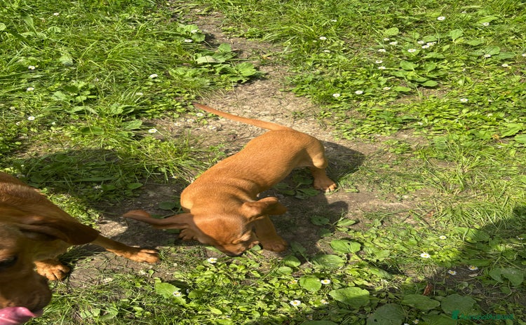 Segugio cani a Provincia di Brescia - Annuncio 1