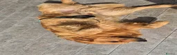 Golden Retriever cani per accoppiamento: Golden retriever per accoppiamento - Annuncio 3