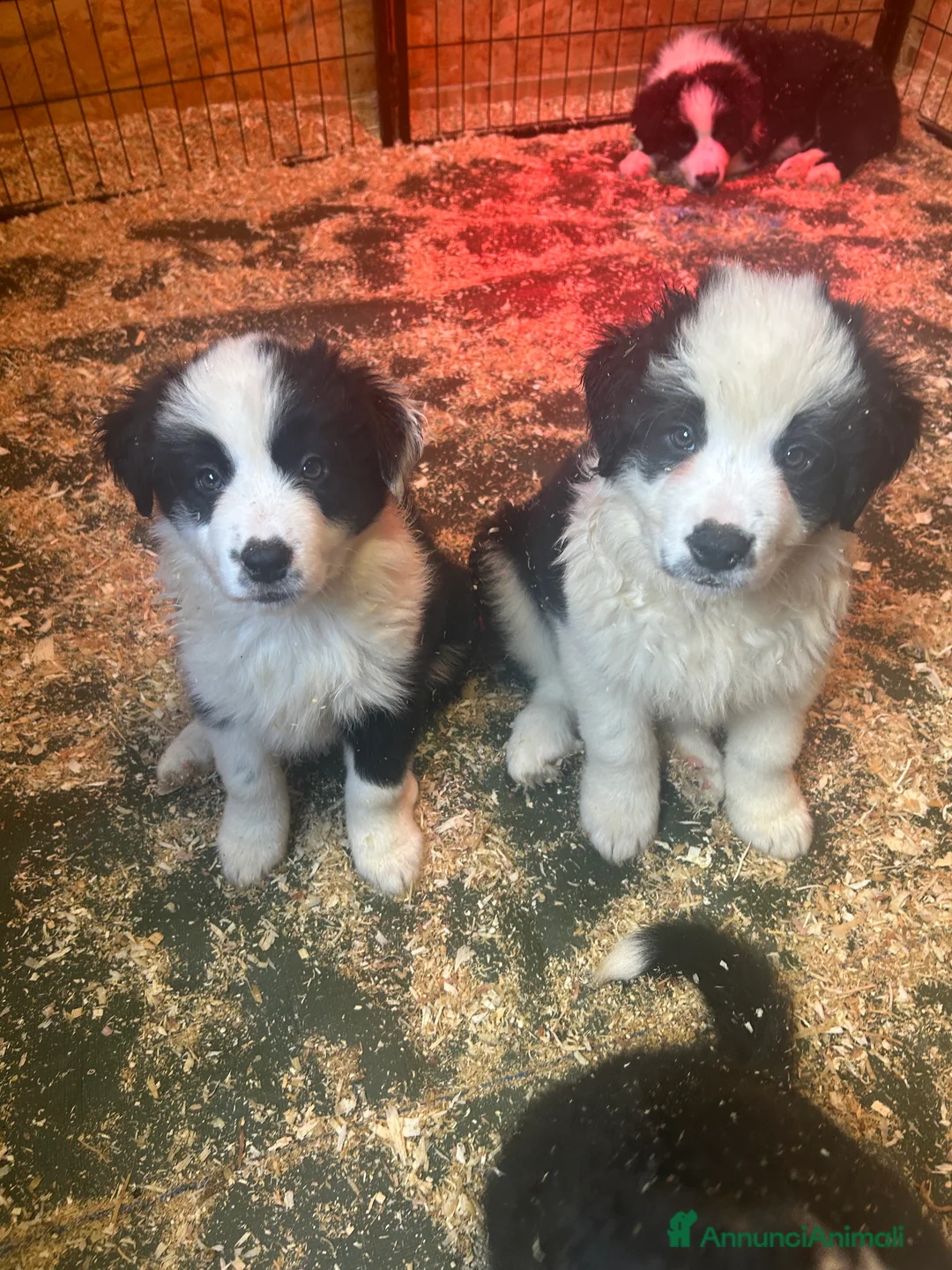 Border Collie cani in vendita: Border collie con pedigree  - Annuncio 1