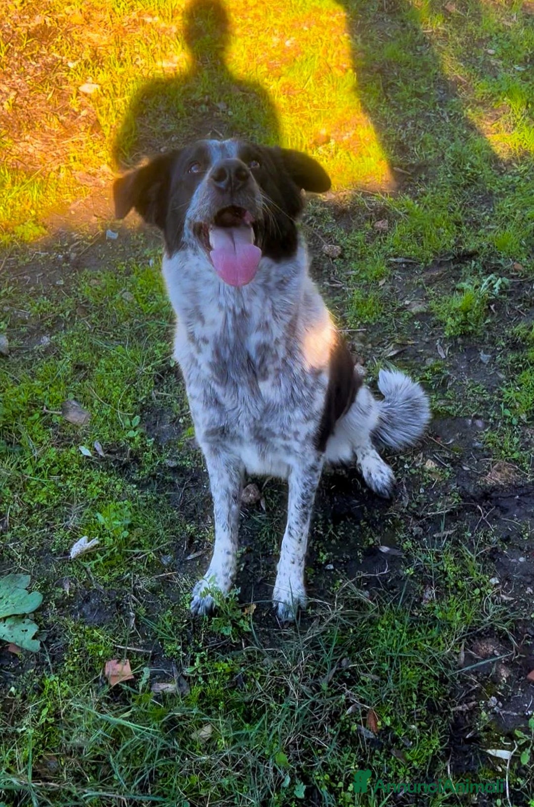 Meticcio cani in regalo: SERENA 🩷 - super cucciola mix pastore, cerca casa - Annuncio 2